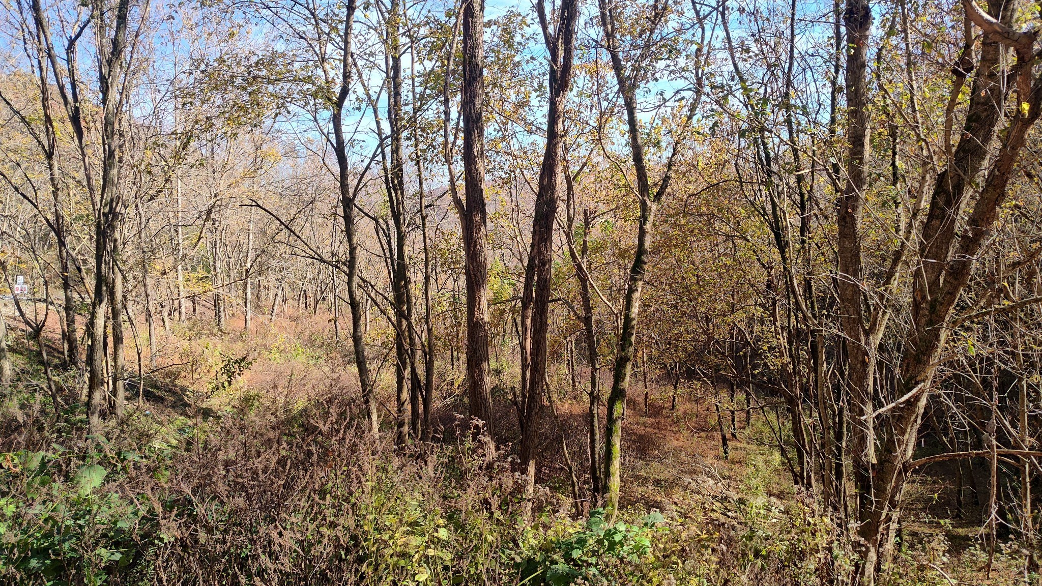 85 Blackberry Rdg Way Smithville, TN 37166 - Photo 7 of 12 a view of forest