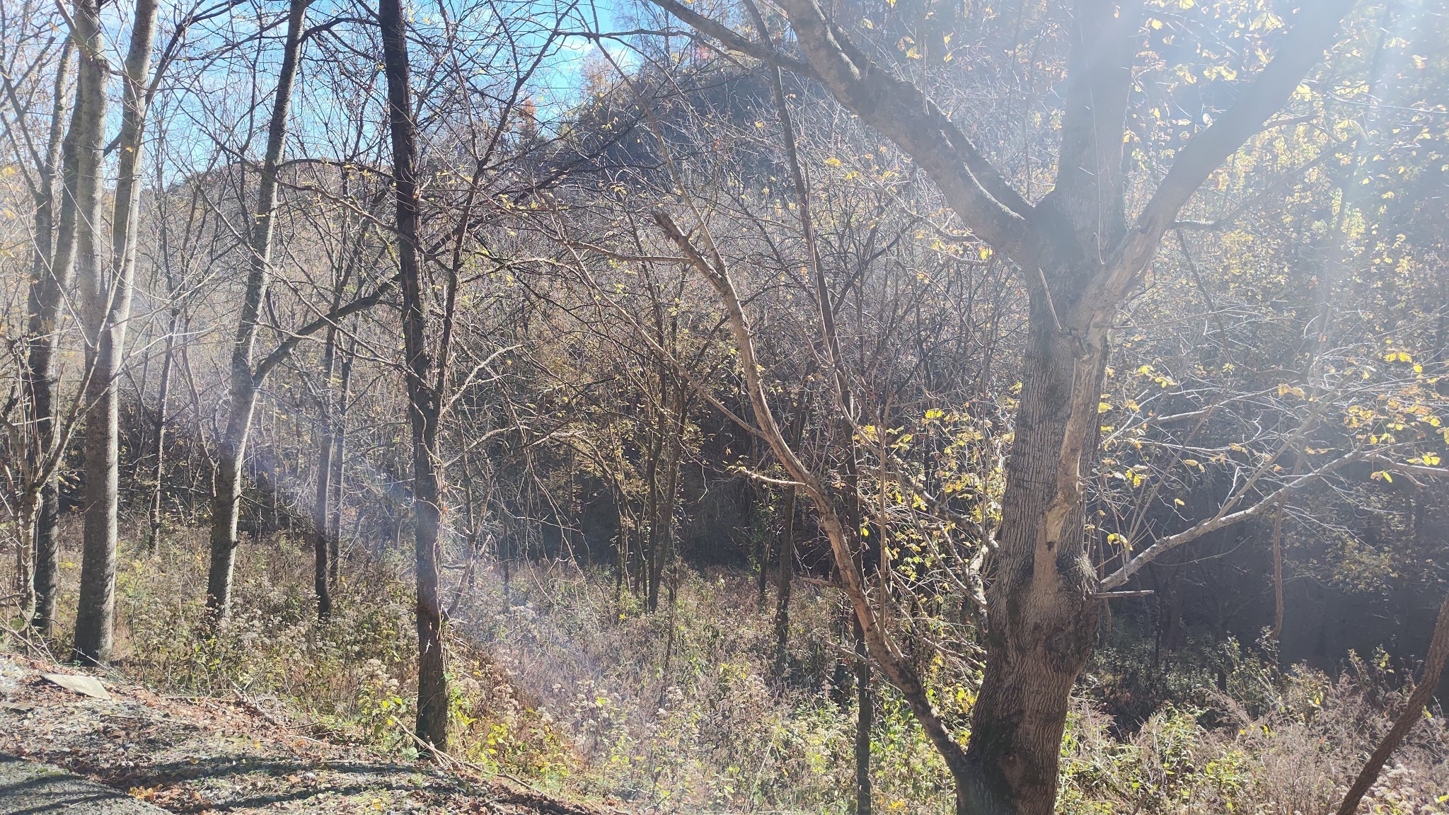 85 Blackberry Rdg Way Smithville, TN 37166 - Photo 8 of 12 a view of a forest