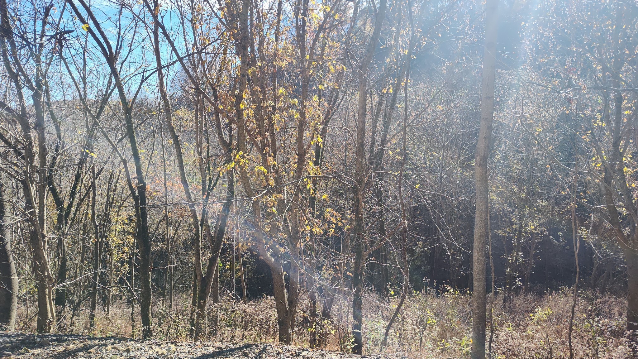 85 Blackberry Rdg Way Smithville, TN 37166 - Photo 9 of 12