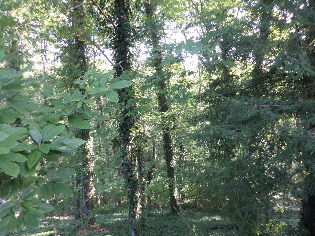 162 California Avenue Oak Ridge, TN 37830 - Photo 22 of 25 Back yard