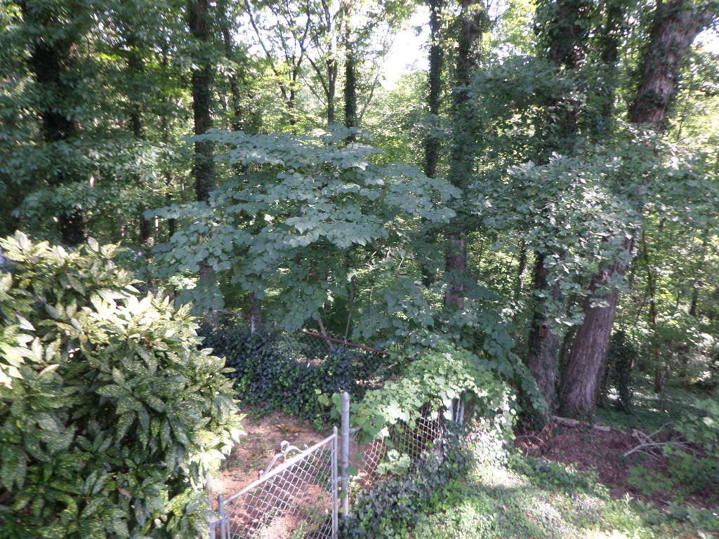162 California Avenue Oak Ridge, TN 37830 - Photo 23 of 25 greenway (2)