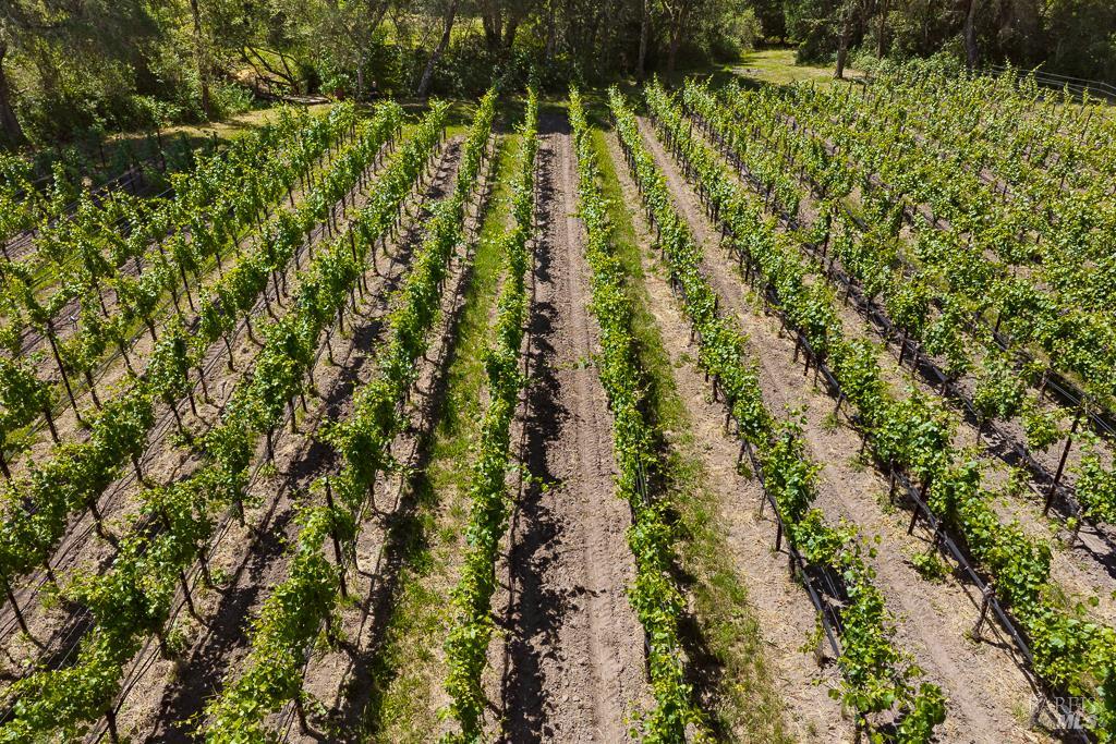 4542 Thomas Road Sebastopol, CA 95472 - Photo 42 of 60 a view of yard with green space