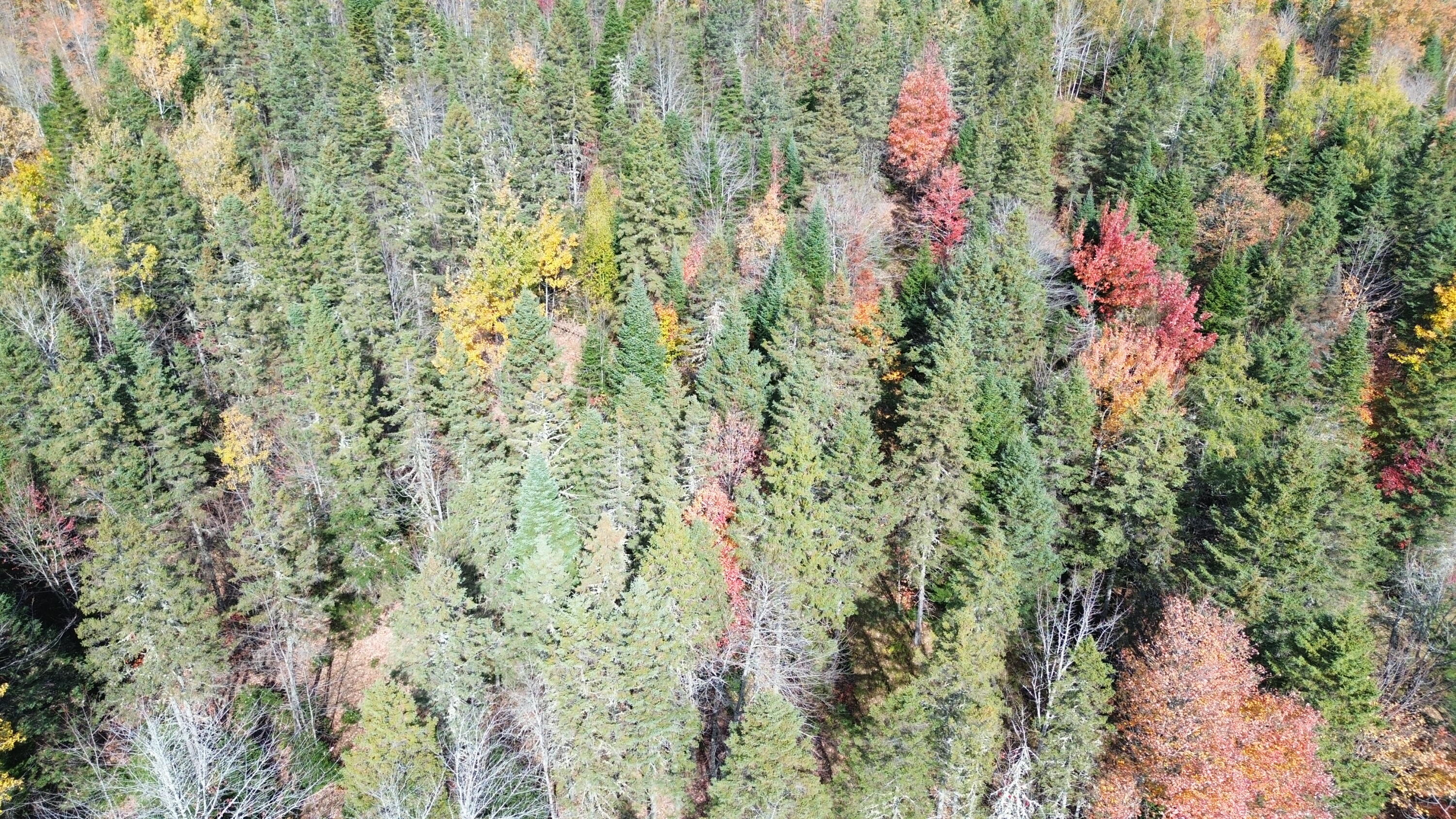 350 Currie Road Smyrna, ME 04780 - Photo 22 of 35 DJI_0558