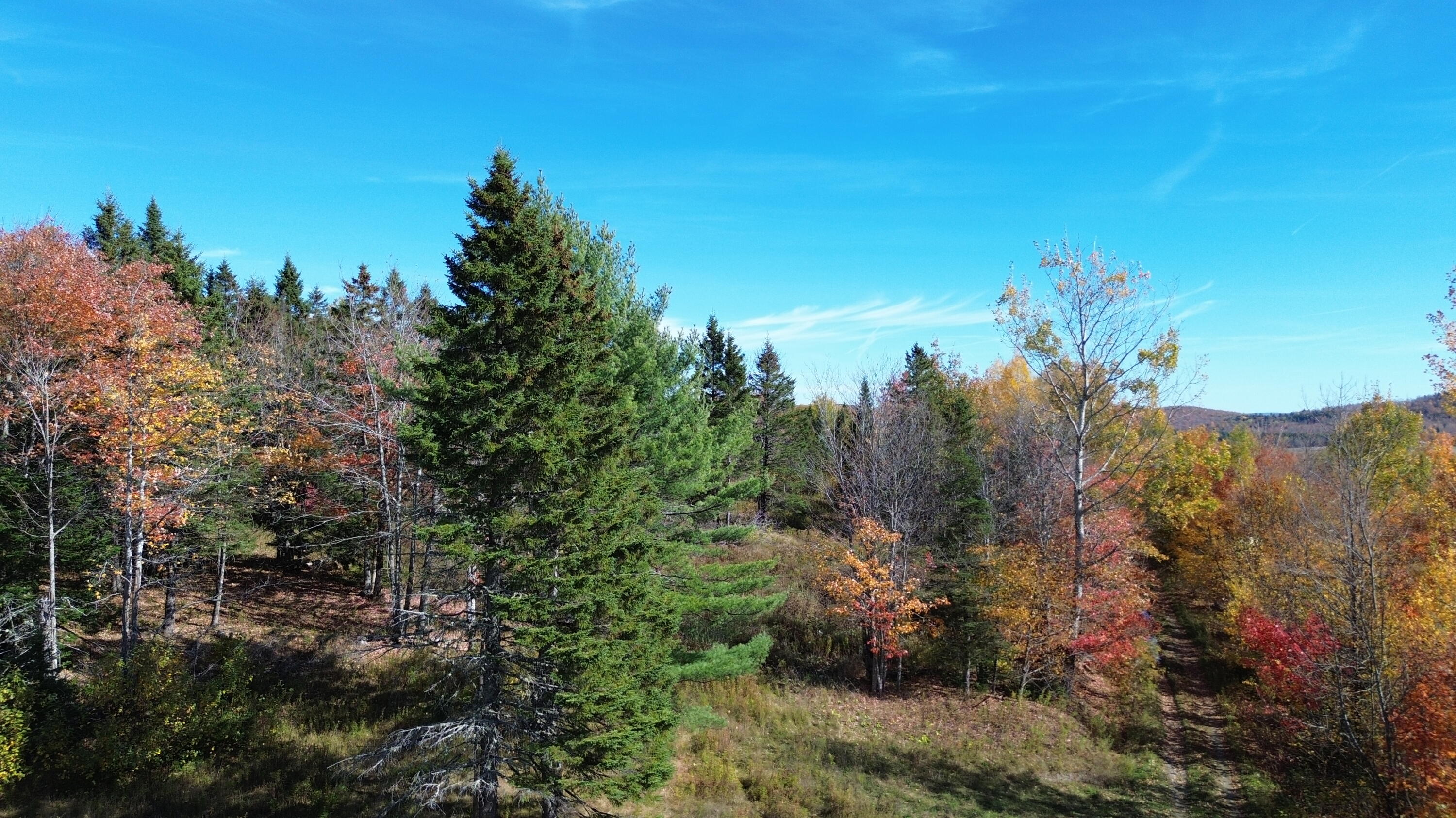 350 Currie Road Smyrna, ME 04780 - Photo 8 of 35 DJI_0523