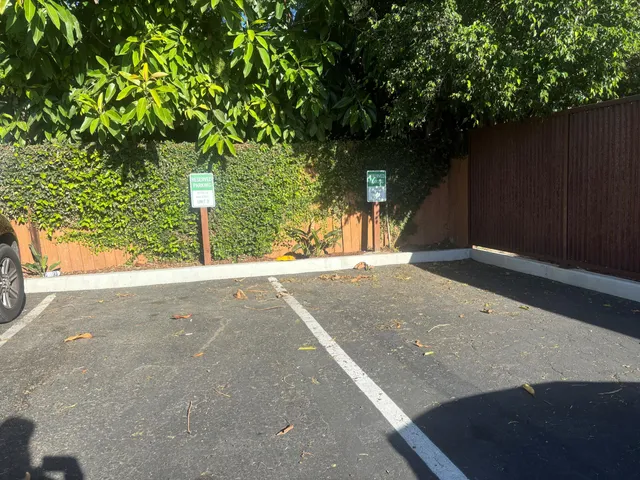 a view of a yard with yellow plants