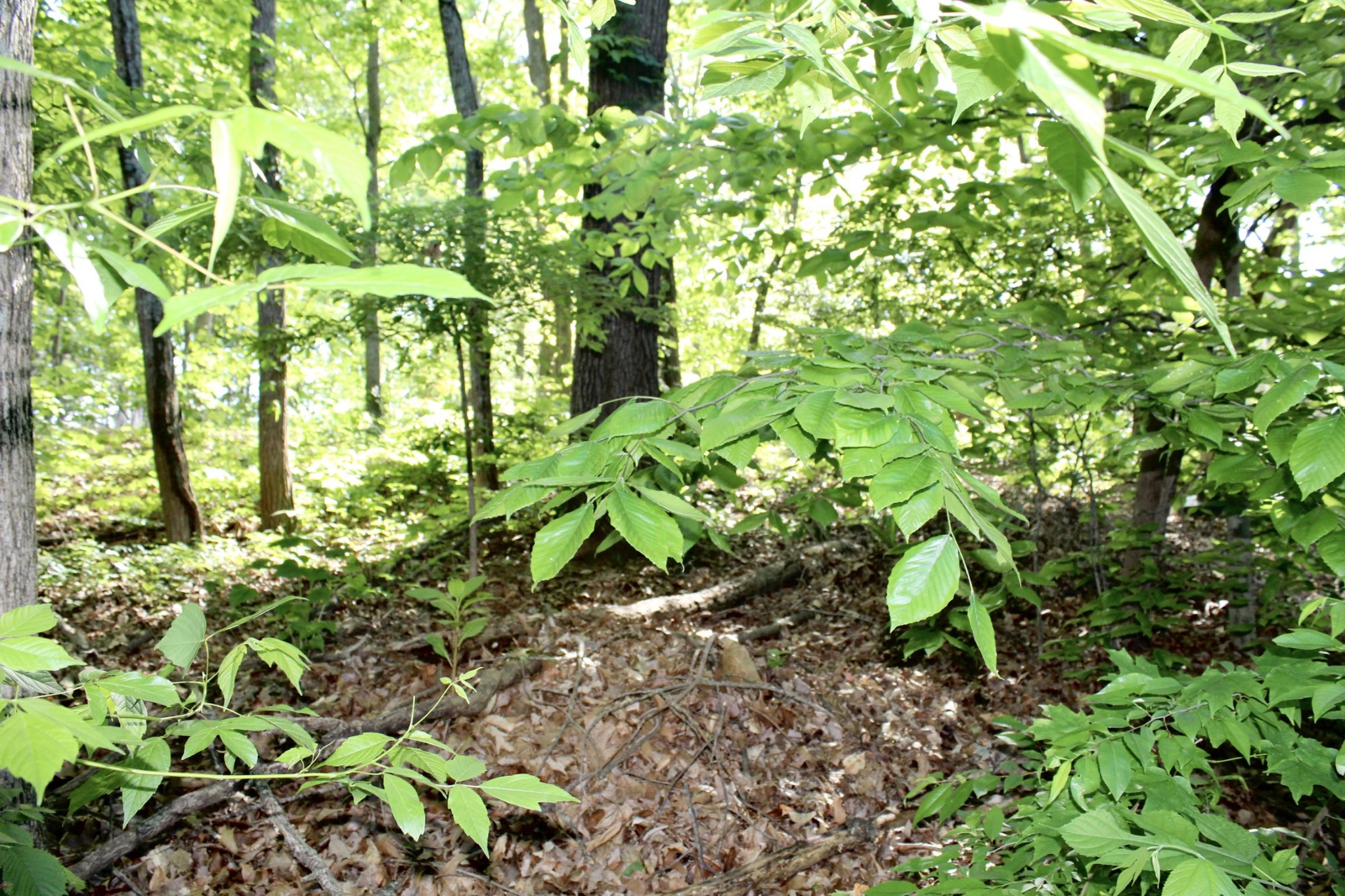 800 Oak Ridge Drive Springfield, TN 37172 - Photo 8 of 48 a backyard of a house with lots of green space