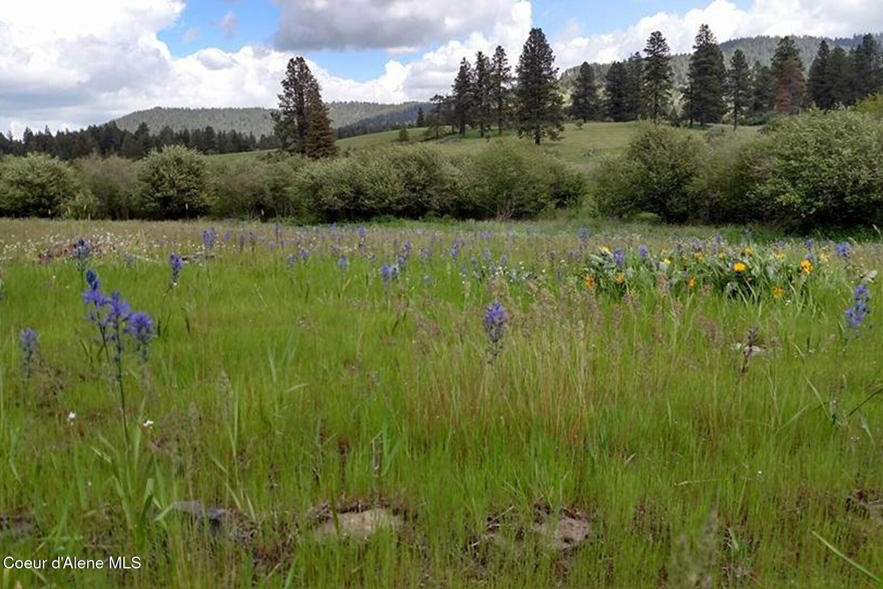 337 Coon Creek Road Plummer, ID 83851 - Photo 41 of 57 Abundant Wildflowers