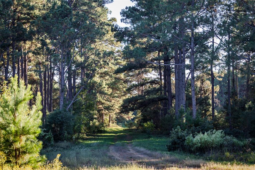 0 Farm To Market Road 23 Rusk, TX 75785 - Photo 13 of 40 a view of a yard