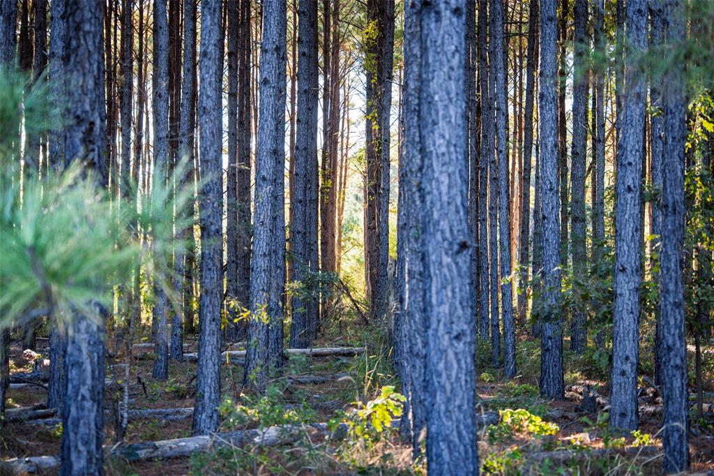 0 Farm To Market Road 23 Rusk, TX 75785 - Photo 14 of 40 a view of outdoor space and porch