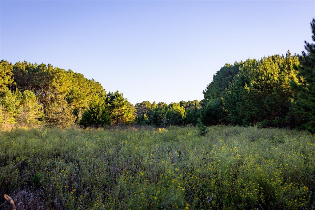 0 Farm To Market Road 23 Rusk, TX 75785 - Photo 17 of 40 a view of a field with a tree in the background