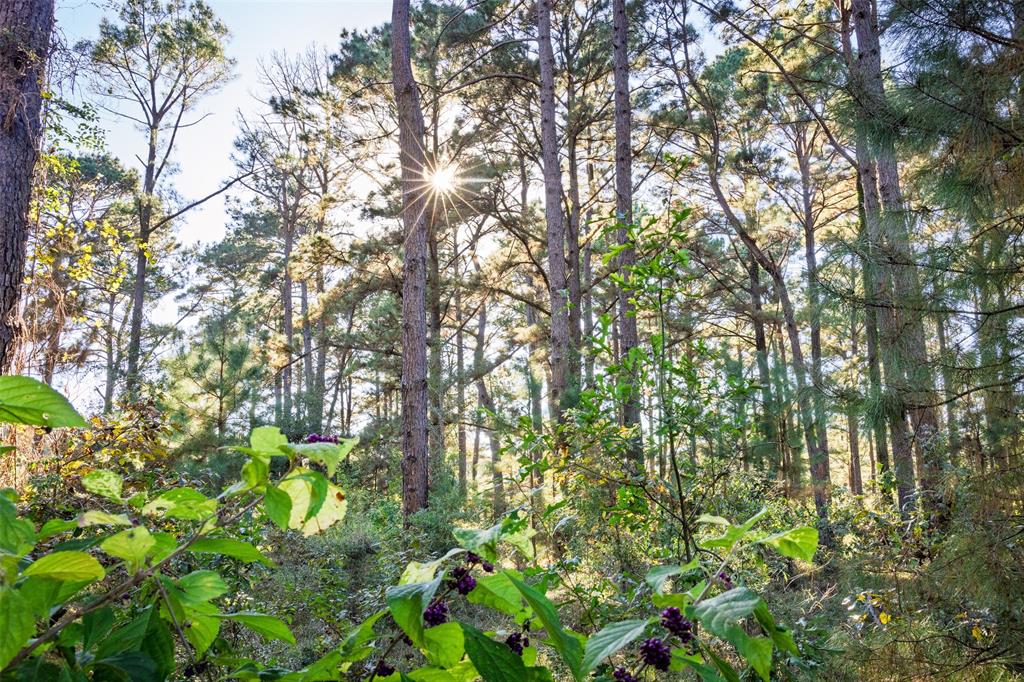 0 Farm To Market Road 23 Rusk, TX 75785 - Photo 19 of 40 a backyard of a house with lots of green space