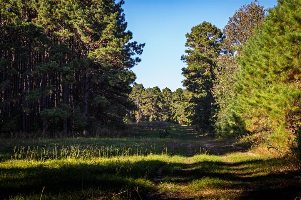 0 Farm To Market Road 23 Rusk, TX 75785 - Photo 20 of 40 a view of lake with green space