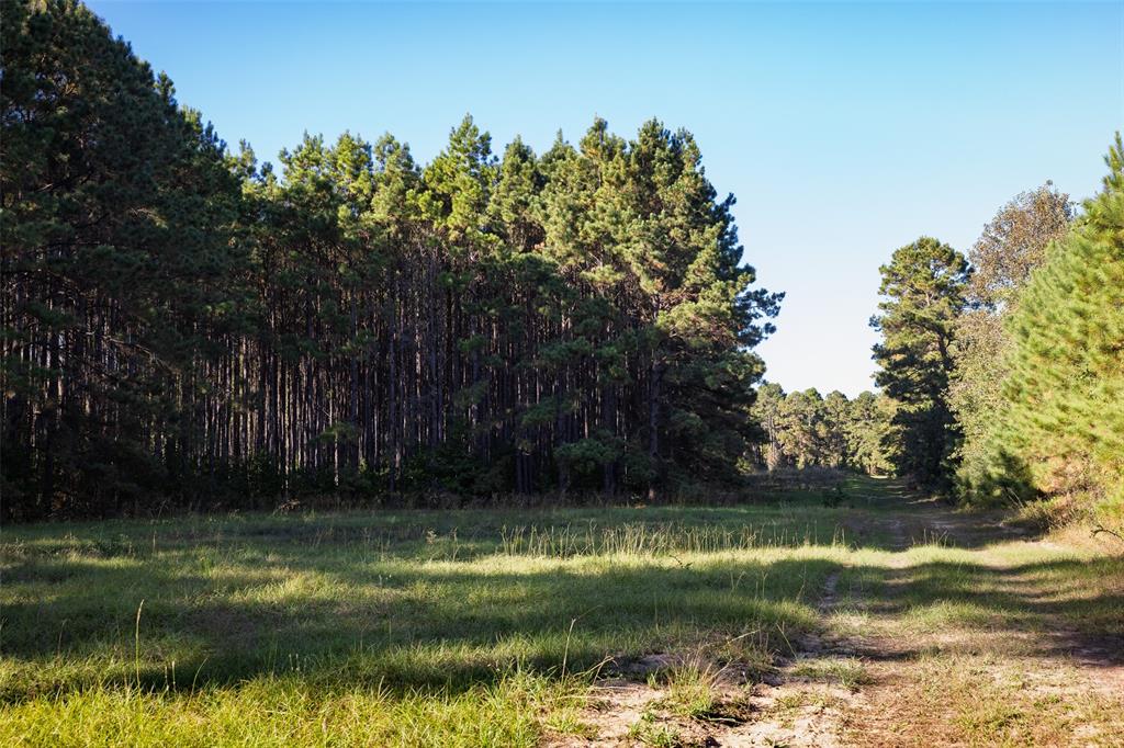 0 Farm To Market Road 23 Rusk, TX 75785 - Photo 21 of 40 a backyard of a house with lots of green space