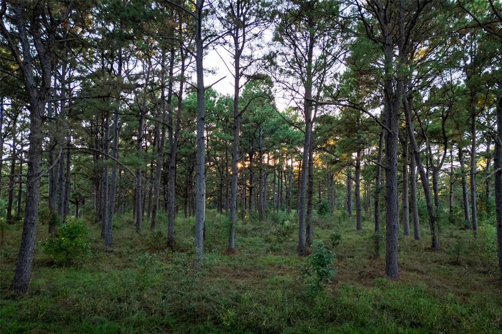 0 Farm To Market Road 23 Rusk, TX 75785 - Photo 25 of 40 a view of a forest with trees in the background