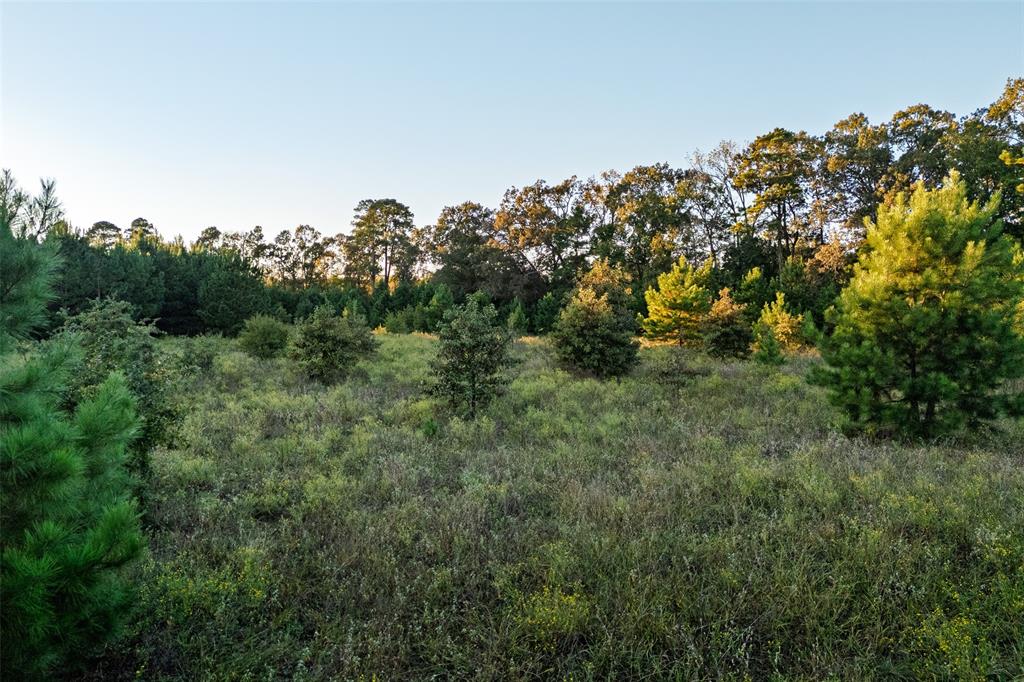 0 Farm To Market Road 23 Rusk, TX 75785 - Photo 26 of 40 a view of a lush green forest