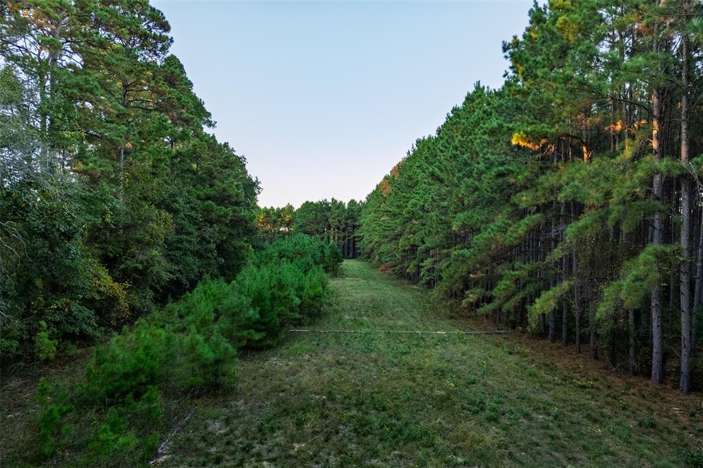 0 Farm To Market Road 23 Rusk, TX 75785 - Photo 28 of 40 a view of a lush green forest