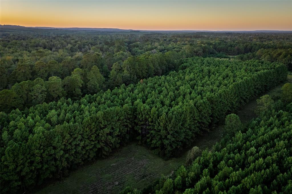 0 Farm To Market Road 23 Rusk, TX 75785 - Photo 36 of 40 a view of a lush green forest with a street