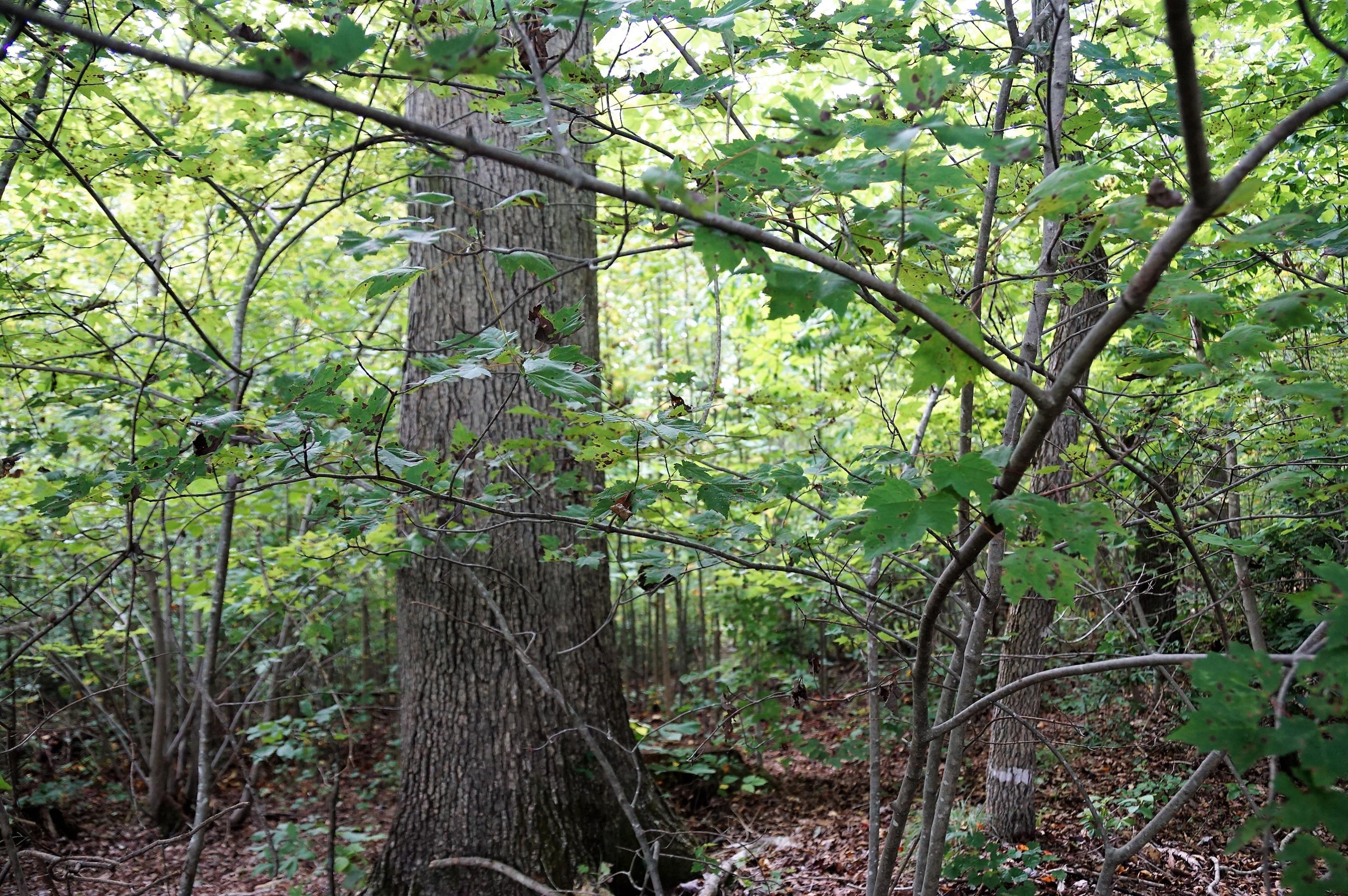 0 Highway 134 Star, NC 27356 - Photo 3 of 6 DSC03076 (2)