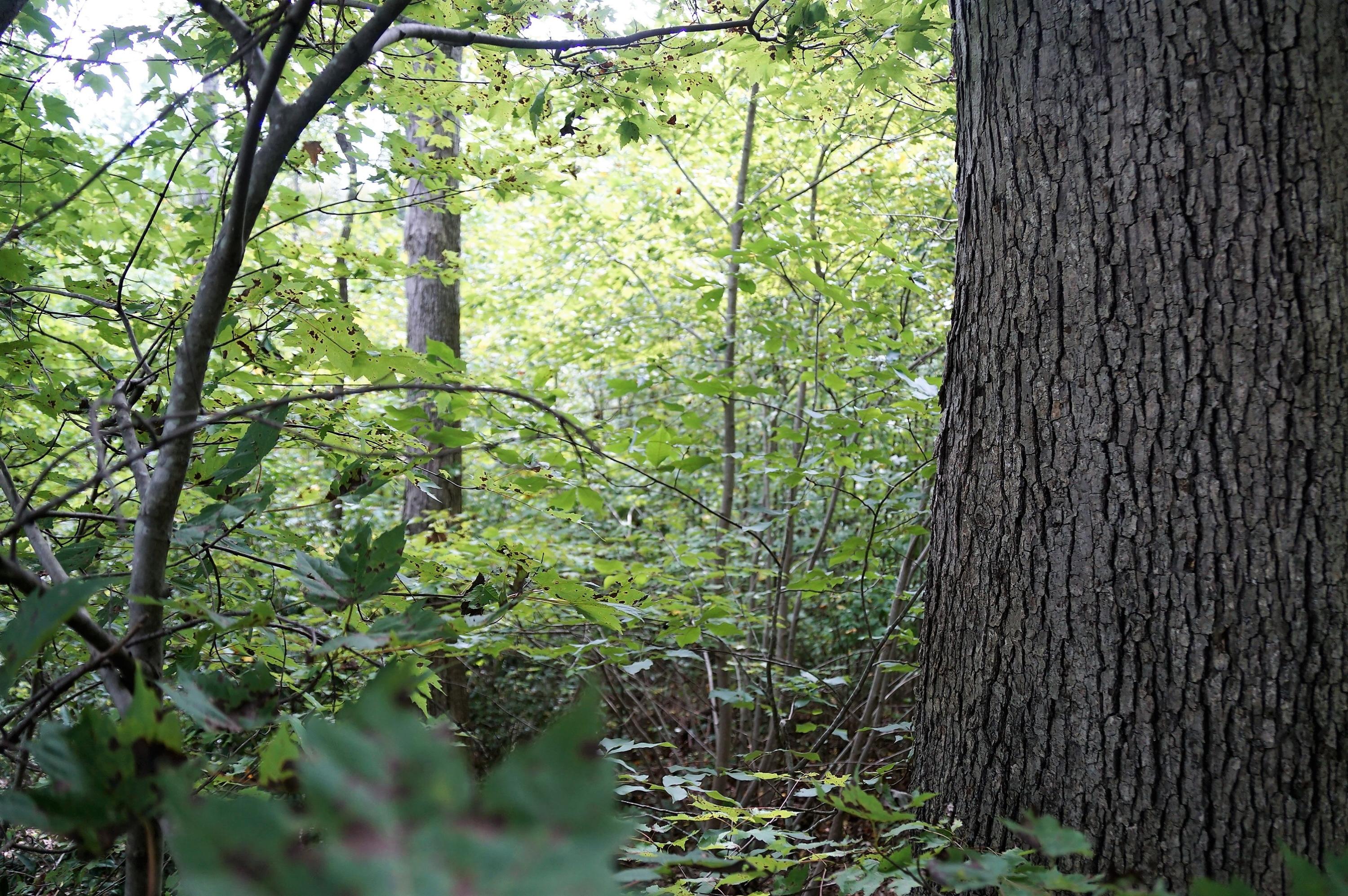 0 Highway 134 Star, NC 27356 - Photo 4 of 6 DSC03080 (2)