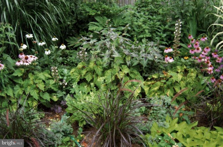 5700 Rusk Avenue Baltimore, MD 21215 - Photo 22 of 30 More garden views