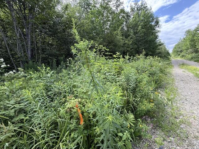 24 Old County Road Charlotte, ME 04666 - Photo 20 of 49 IMG_2615