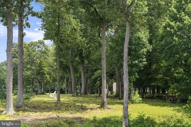 a view of a park with large trees