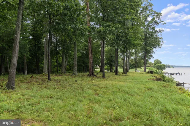a tall trees in the middle of a yard