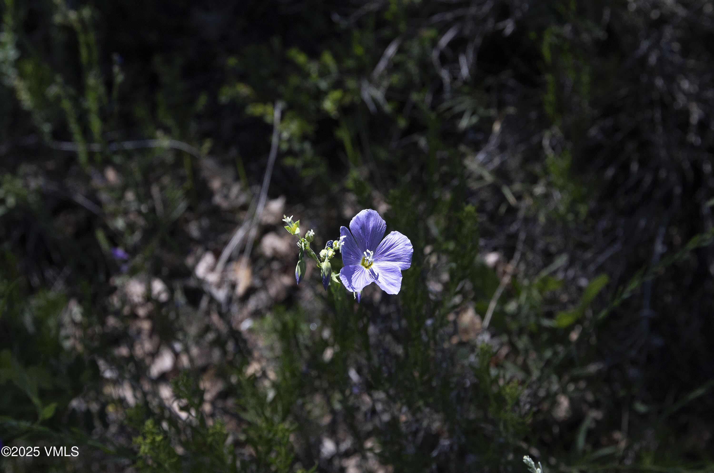 3256 Salt Creek Road Eagle, CO 81631 - Photo 29 of 40 3256 Salt Creek