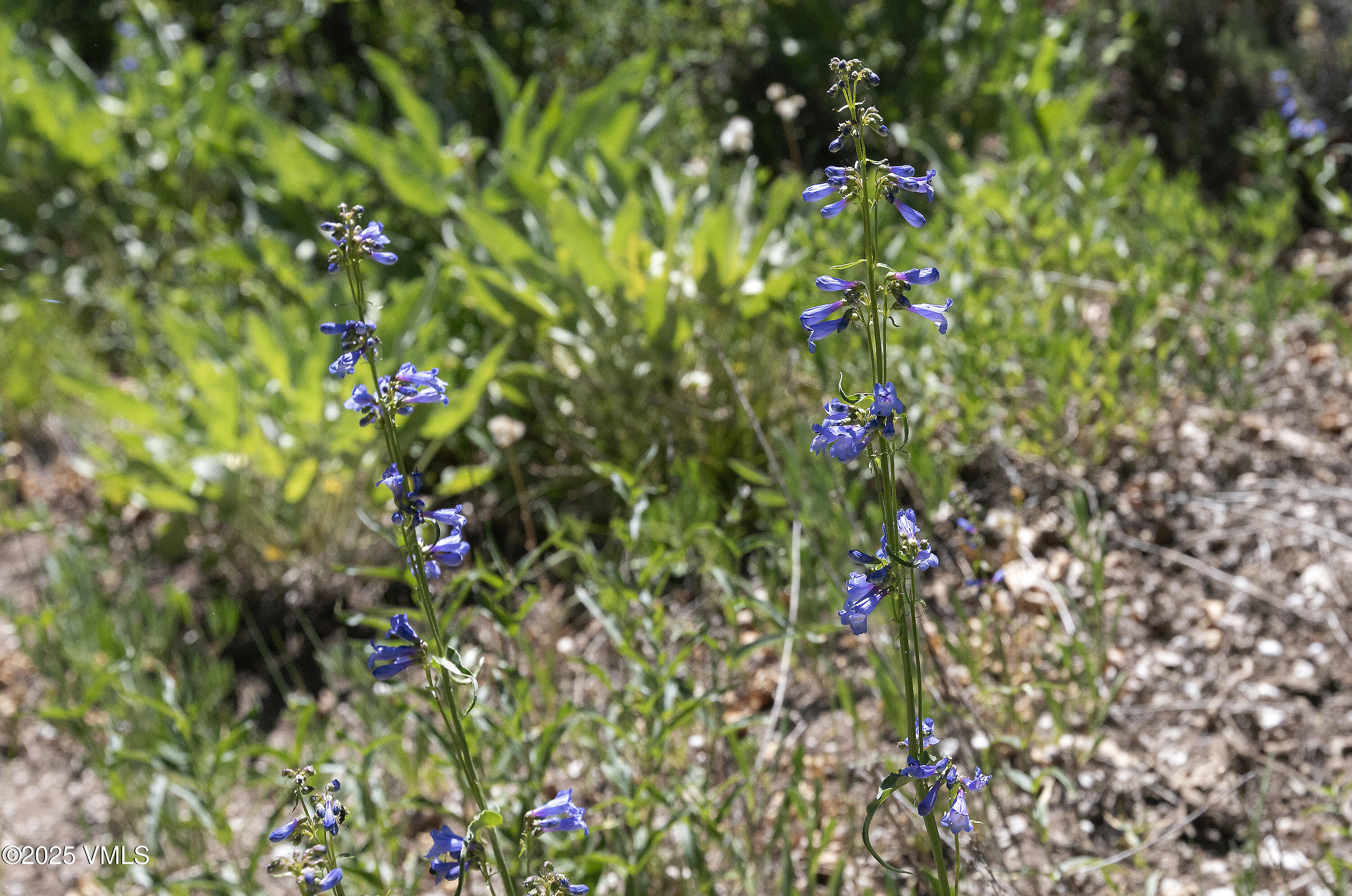 3256 Salt Creek Road Eagle, CO 81631 - Photo 30 of 40 3256 Salt Creek