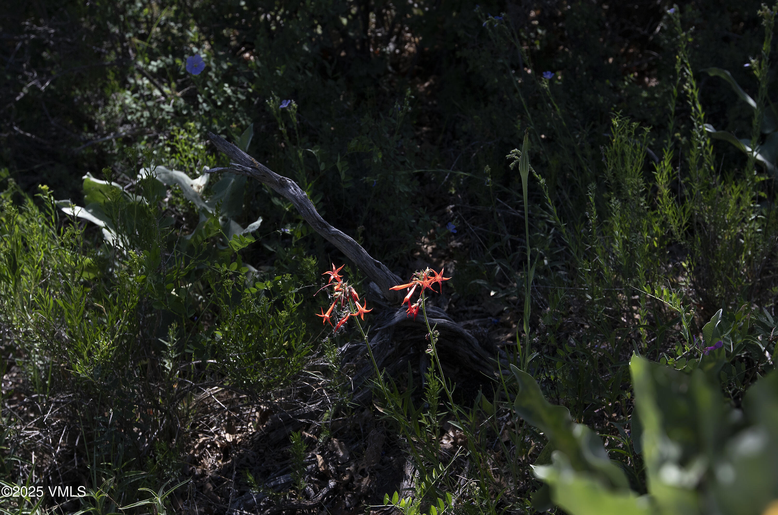 3256 Salt Creek Road Eagle, CO 81631 - Photo 32 of 40 3256 Salt Creek