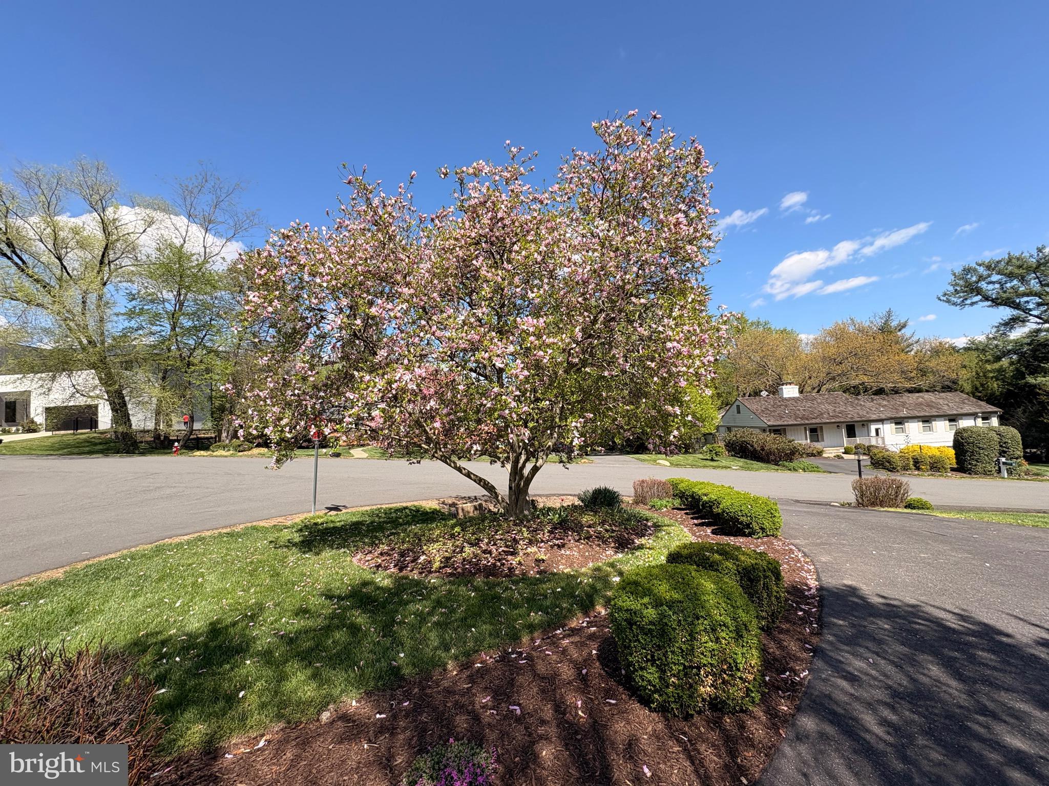 911 Rail Court McLean, VA 22102 - Photo 23 of 23 Beautiful magnolia tree