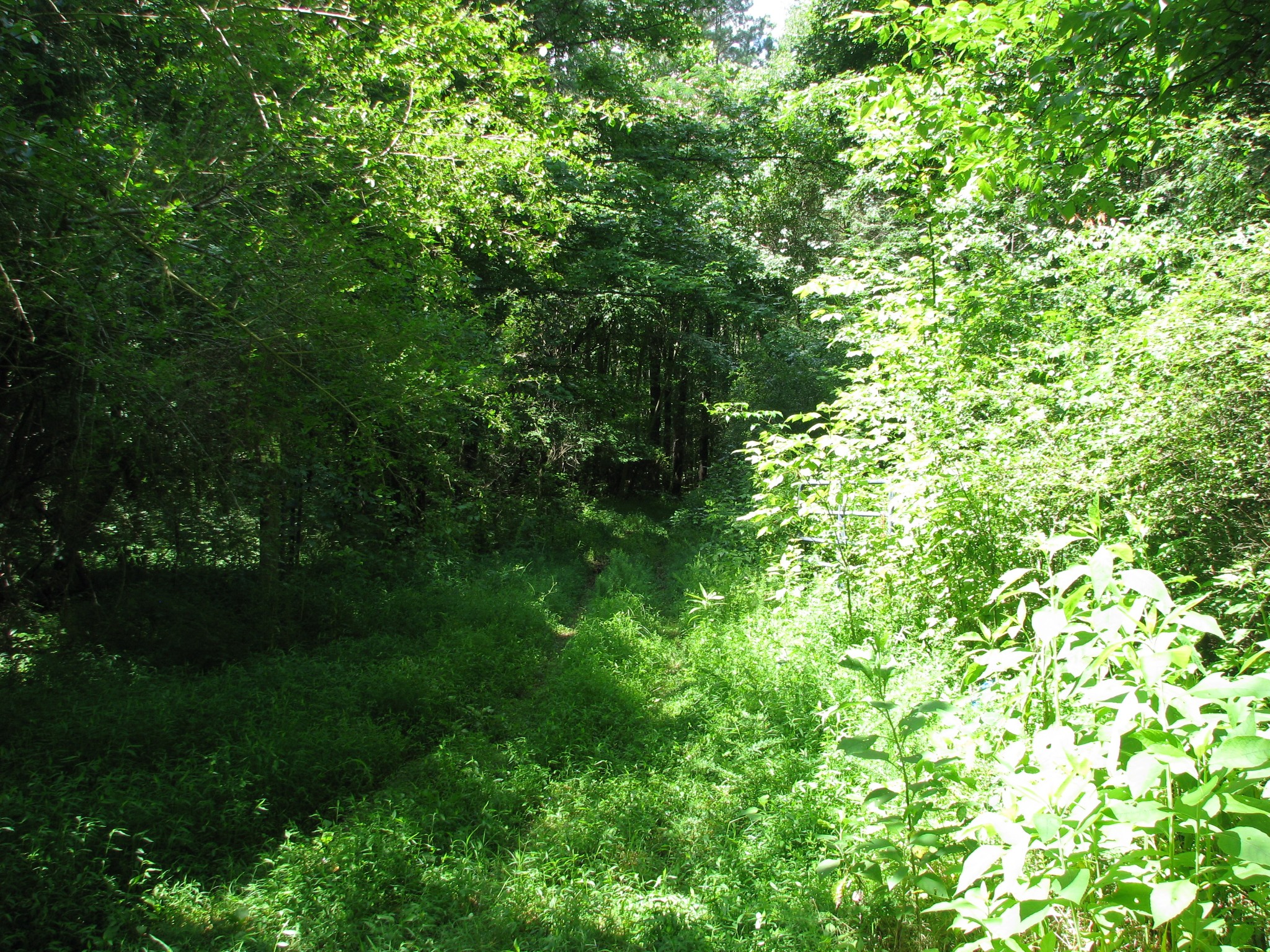 0 Matthews Hollow Road Waverly, TN 37185 - Photo 8 of 19