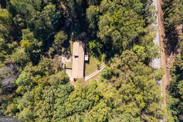 a close up of a tree in a garden