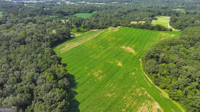 a view of a green yard with large trees