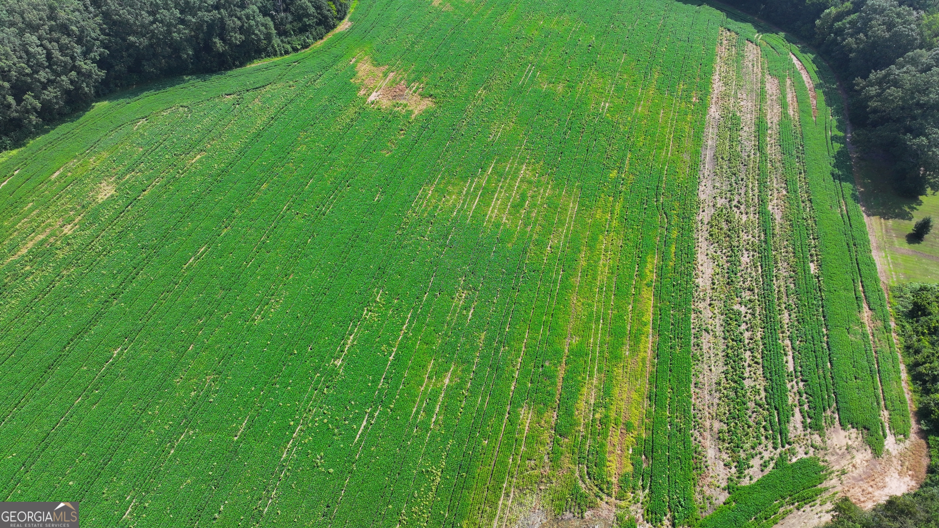 0 Sugar Valley Road Sugar Valley, GA 30746 - Photo 4 of 14 a view of a garden with a plants