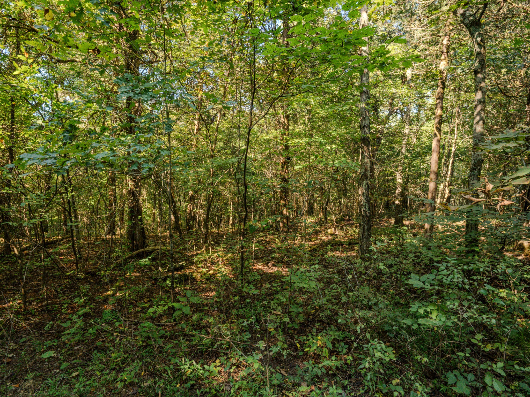 3644 Diana Ridge Road Pulaski, TN 38478 - Photo 24 of 45 Gallery Image 24