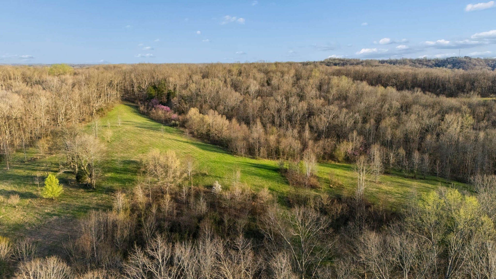 697 Johnson Branch Road Williamsport, TN 38487 - Photo 19 of 31 a view of a lush green forest with lots of trees