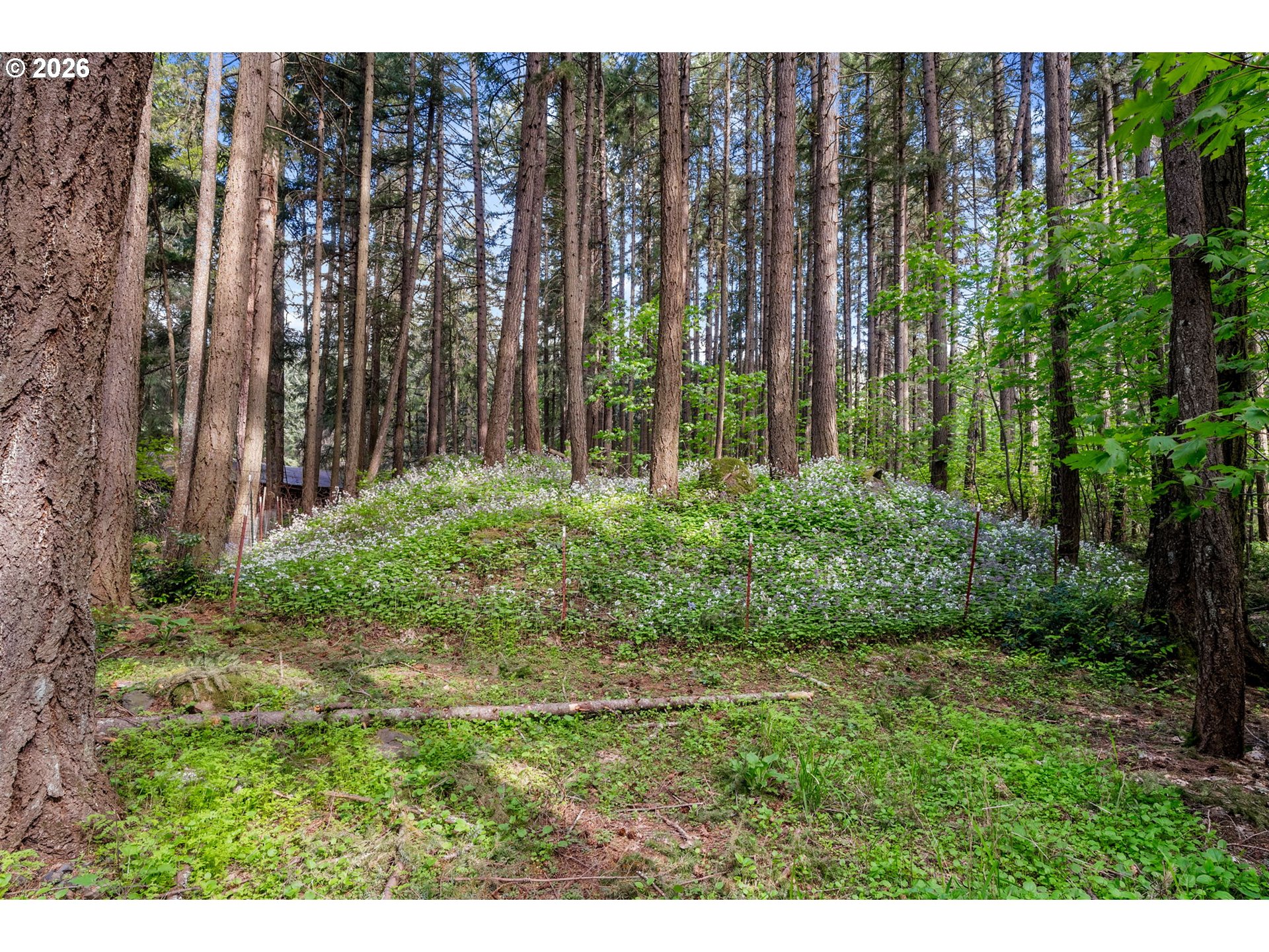 586 Northwest Loop Road White Salmon, WA 98672 - Photo 12 of 48 a view of a yard with large trees