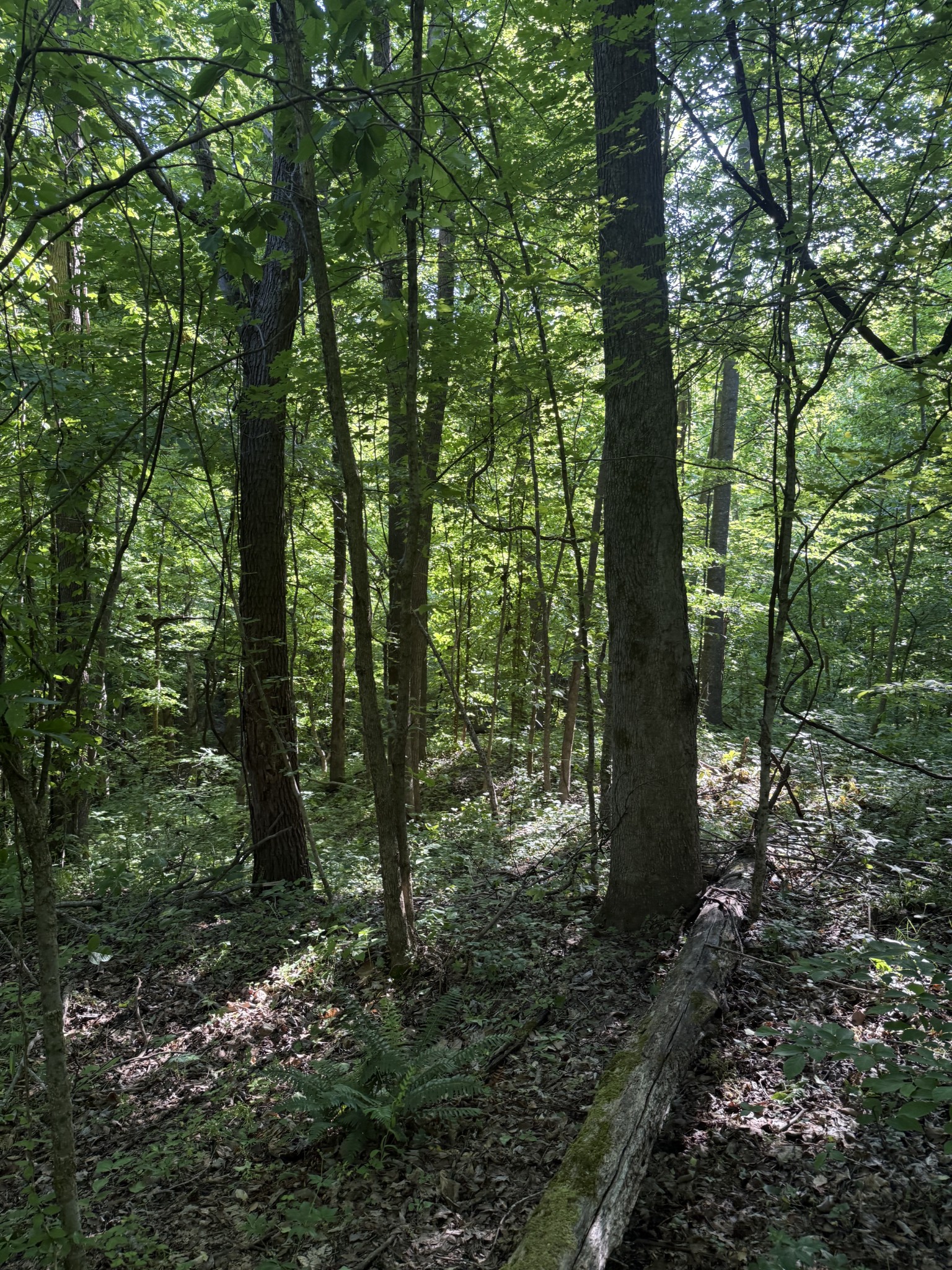 0 West Crigger Road Millington, TN 38053 - Photo 1 of 9