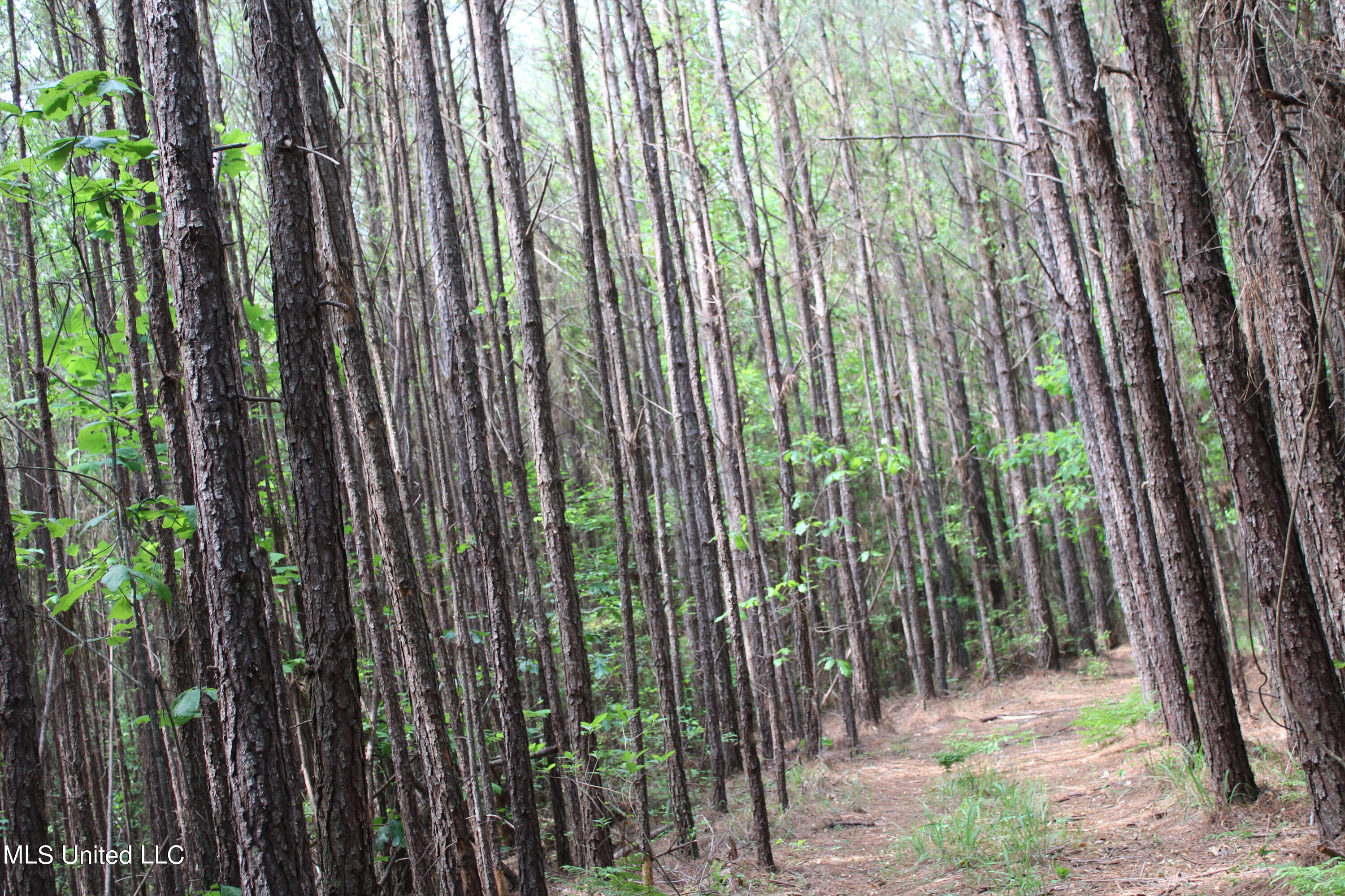 0 Co Road Kilmichael, MS 39747 - Photo 11 of 37 IMG_2269