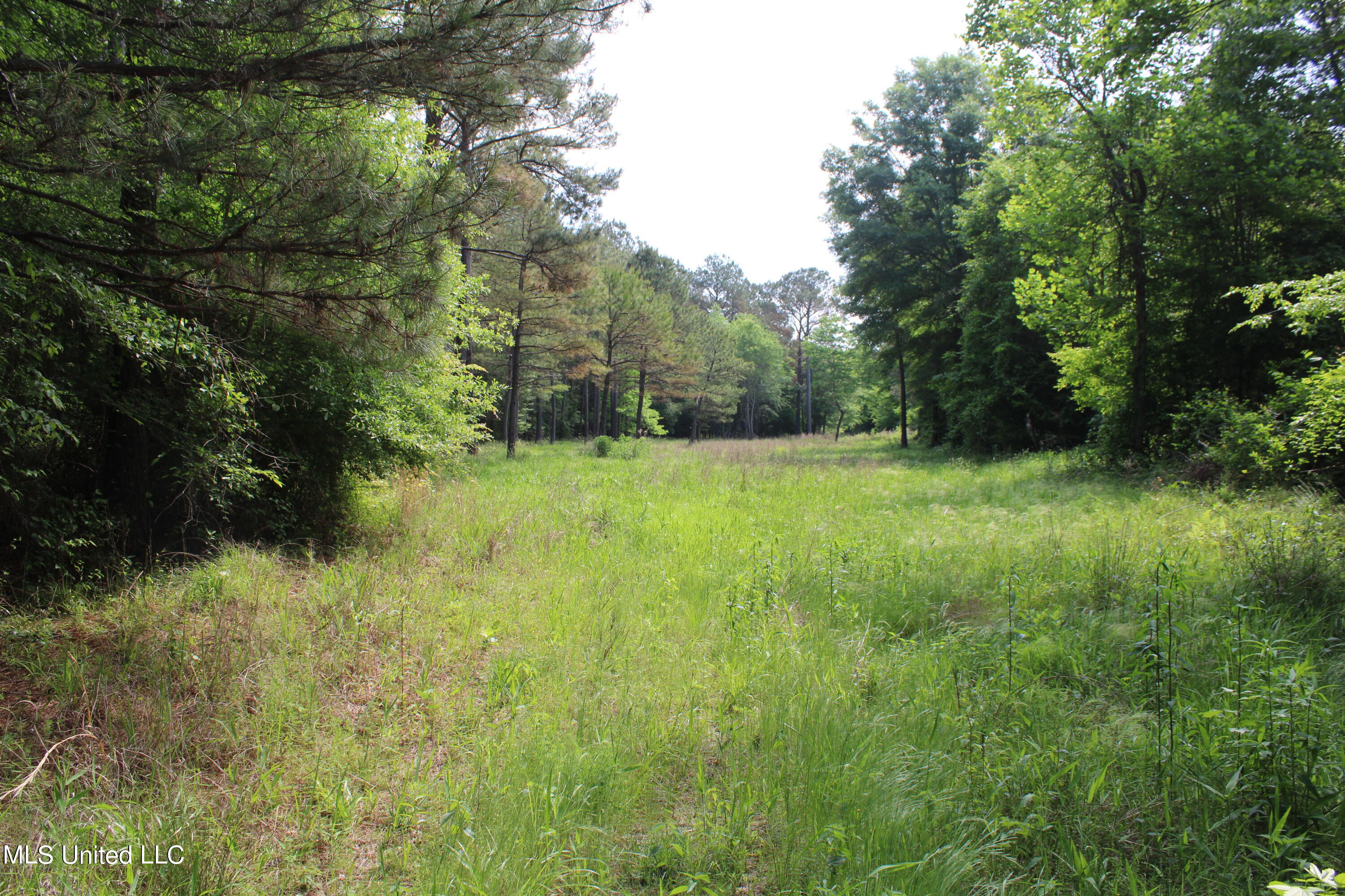 0 Co Road Kilmichael, MS 39747 - Photo 14 of 37 IMG_2272