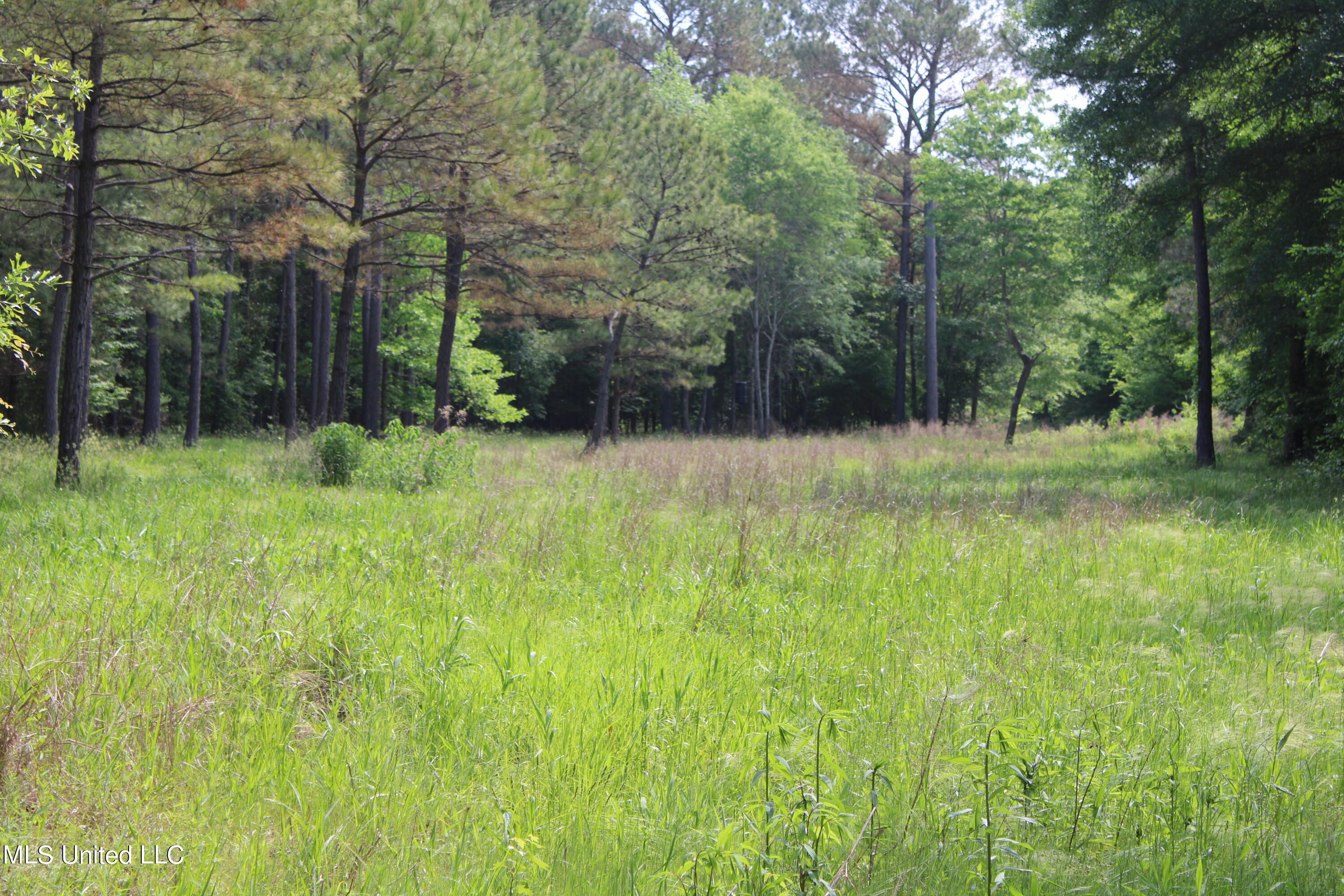 0 Co Road Kilmichael, MS 39747 - Photo 15 of 37 IMG_2273