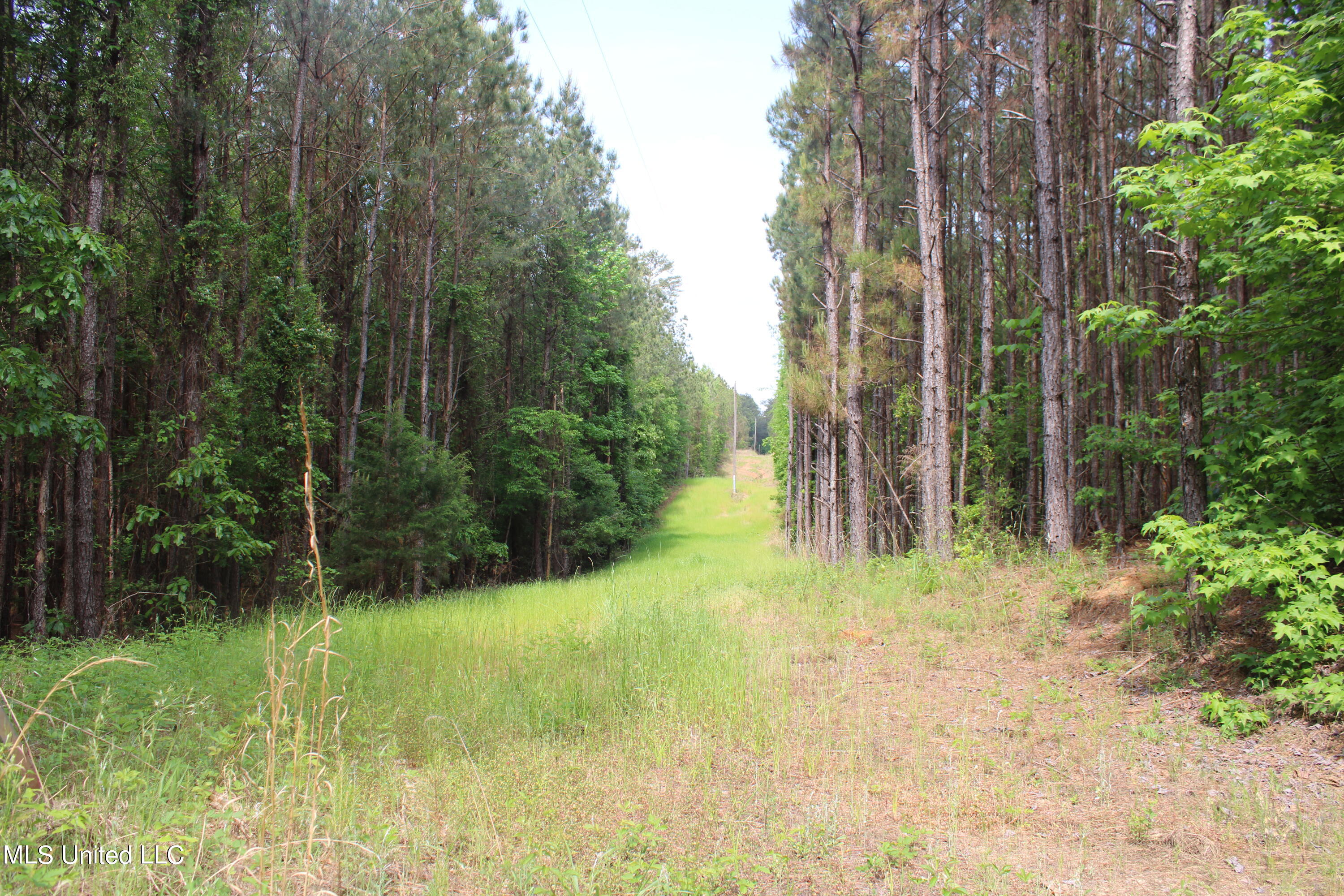 0 Co Road Kilmichael, MS 39747 - Photo 3 of 37 IMG_2258