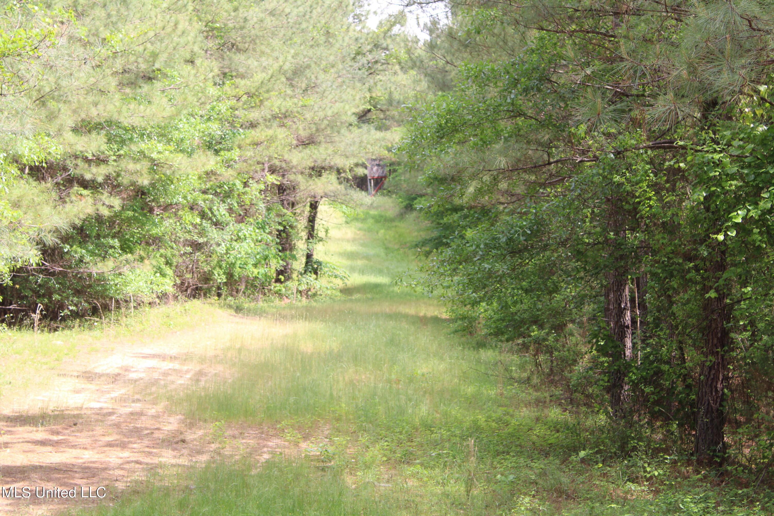 0 Co Road Kilmichael, MS 39747 - Photo 32 of 37 IMG_2294
