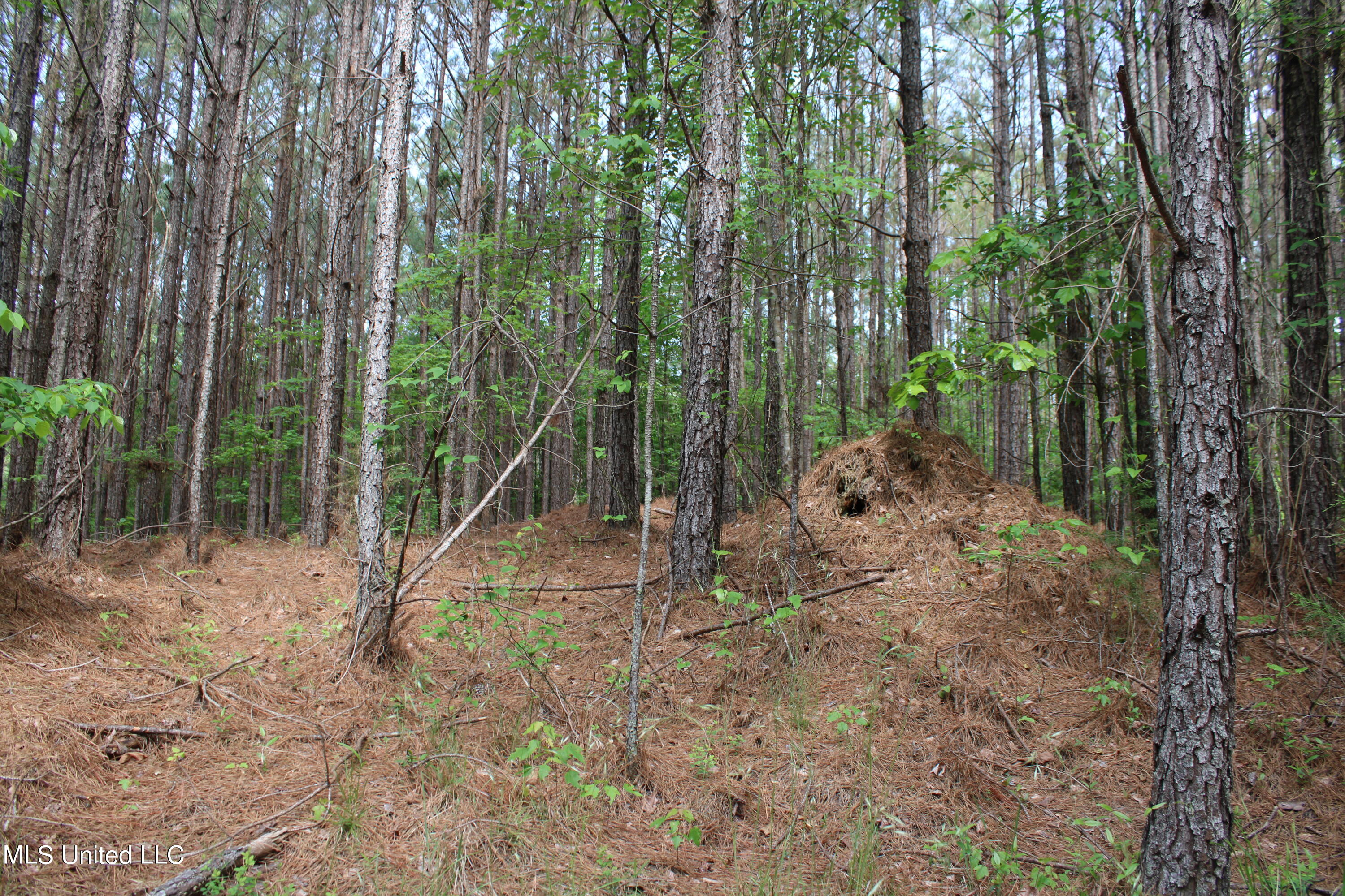 0 Co Road Kilmichael, MS 39747 - Photo 5 of 37 IMG_2260