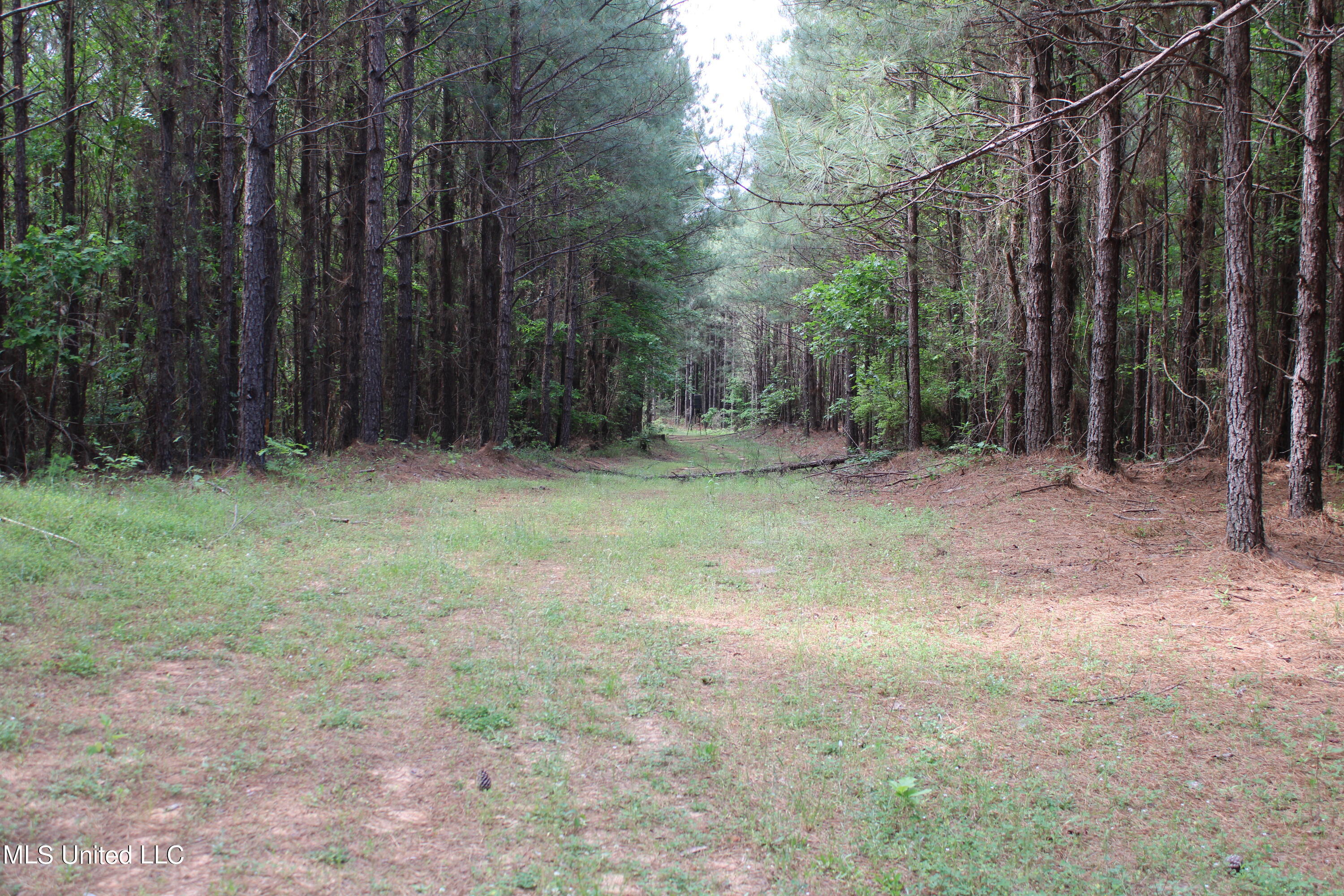 0 Co Road Kilmichael, MS 39747 - Photo 9 of 37 IMG_2265