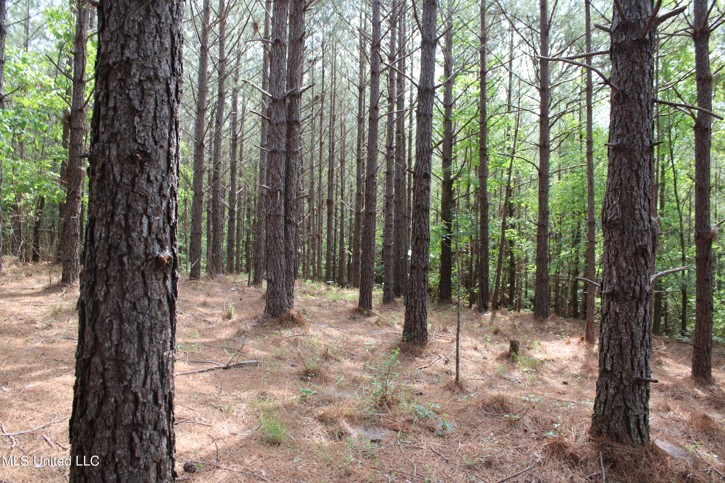 0 Co Road Kilmichael, MS 39747 - Photo 10 of 37 IMG_2267