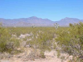 - Cortaro Road Yucca, AZ 86438 - Photo 4 of 5 Additional Photo