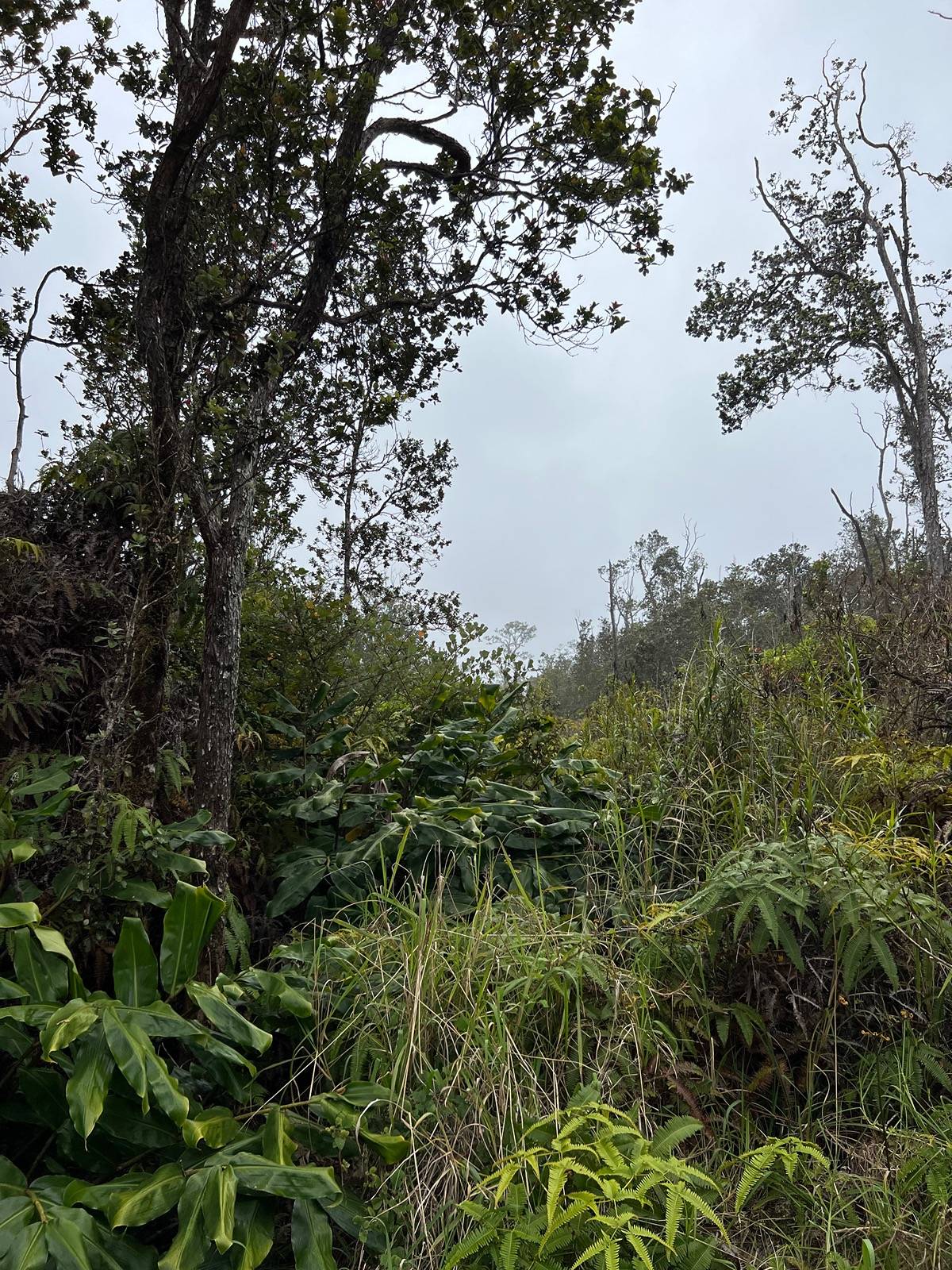 709 Alaula Street Volcano, HI 96785 - Photo 1 of 8 Gallery Image 1