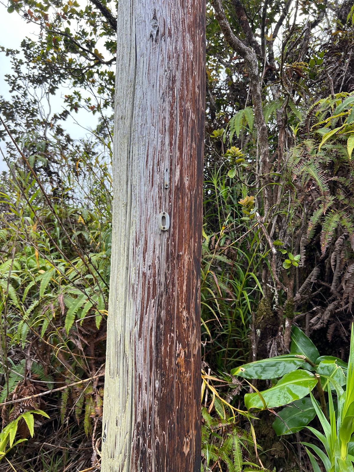 709 Alaula Street Volcano, HI 96785 - Photo 8 of 8 Gallery Image 8
